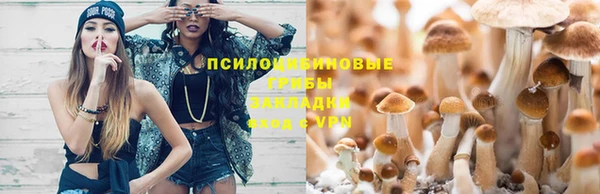 стаф Аркадак
